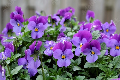 Garden pansy or Violets  purple garden flowers  after the rain