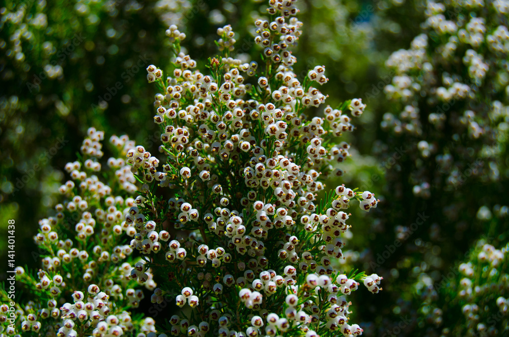 .Blooming tuya western .Blooming tuya western