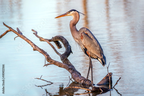 Chesapeake Bay Great Blue Heron fishing in a pond