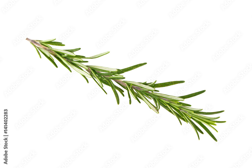 Fresh green sprig of rosemary isolated on a white background Fresh green sprig of rosemary isolated on a white background