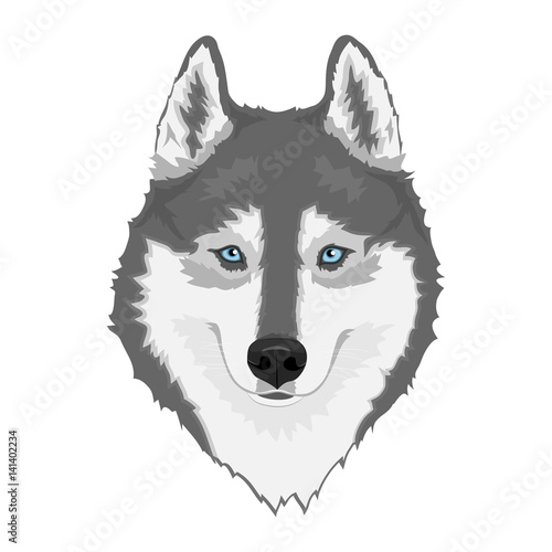 Gray and white Siberian husky with blue eyes. Hand drawn portrait of dog. Vector illustration