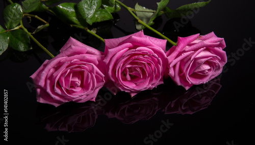 Pink roses isolated on black background. Mother s  Valentines  Women s  Wedding Day. Top view with copy space.  Place for text