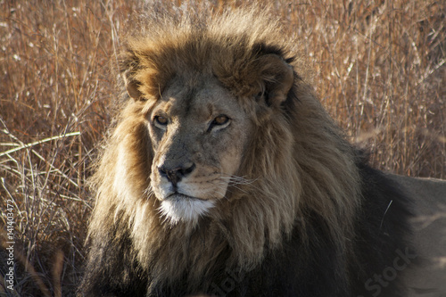 Fototapeta Naklejka Na Ścianę i Meble -  Lion - the majestic creature 