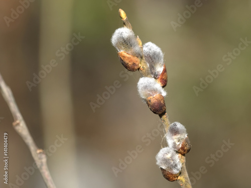 branch of a willow