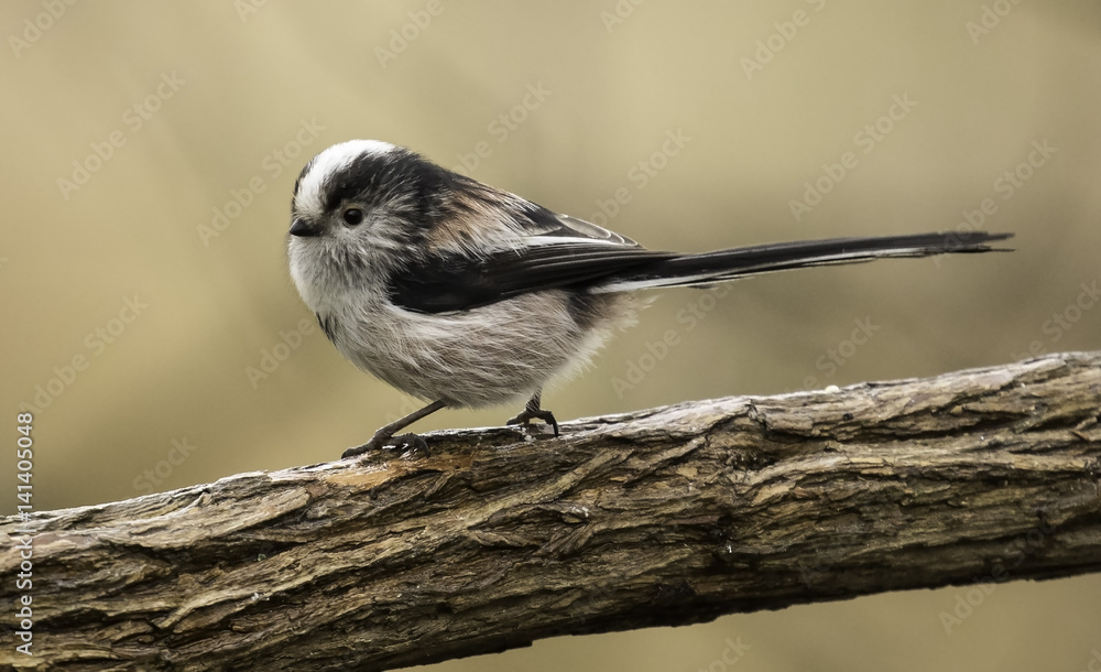Naklejka premium Long tailed tit