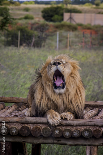 Lion - tje majestic creature 