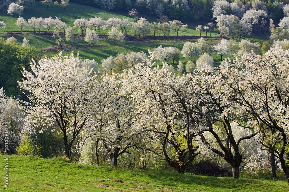 Spring meadows and fields landscape in Slovakia. Blooming cherry trees. Awakening nature. Spring meadows and fields landscape in Slovakia. Blooming cherry trees. Awakening nature.