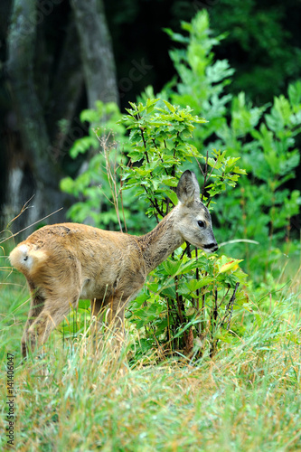 Fototapeta Naklejka Na Ścianę i Meble -  Young deer on the meadow