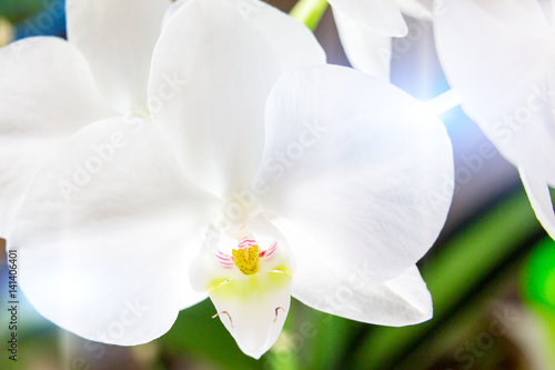 Fototapeta Naklejka Na Ścianę i Meble -  White orchid phalaenopsis close up. Beautiful flower