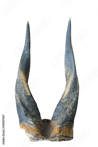 horns isolated on a white background