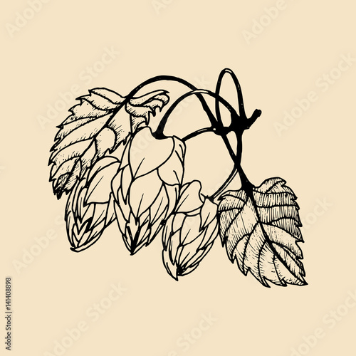 Vector hand sketched illustration of hops. Brewery herbs design. Hand sketched beer image, ale or lager plant icon.