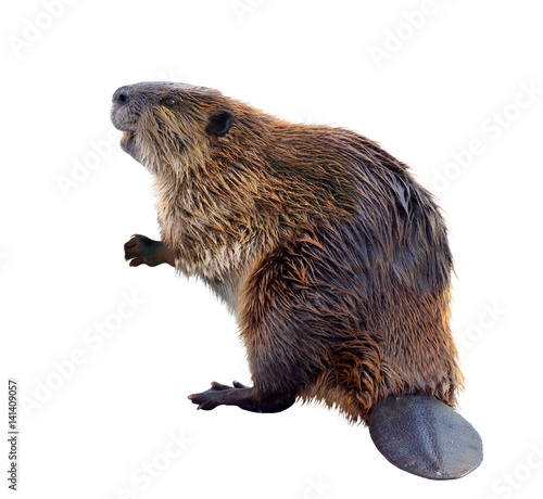 North American Beaver Isolated on a White Background