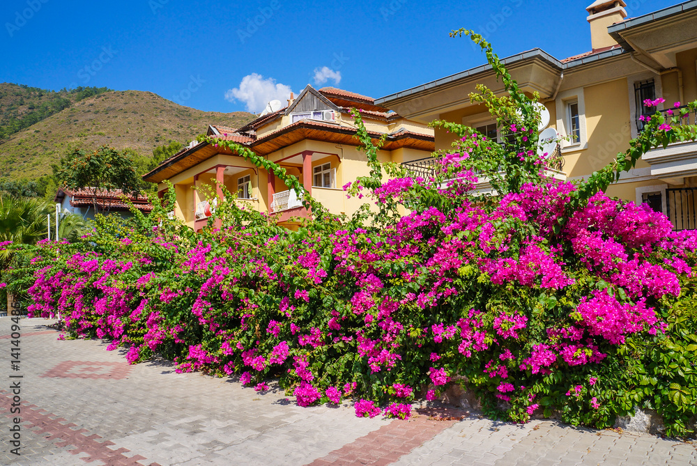 Turkey. Summer 2015. The Town Of Icmeler. The Bougainvillea flowers in the city streets