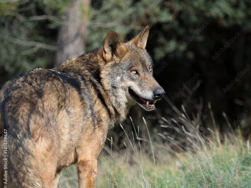 Fototapeta premium Male of iberian wolf (Canis lupus signatus)