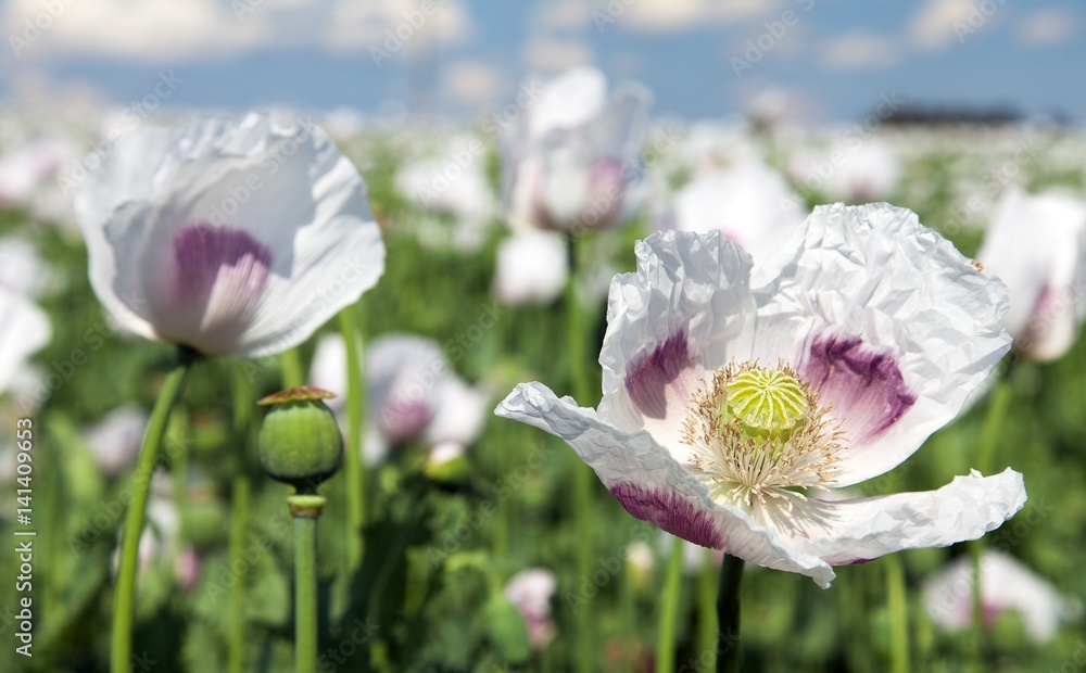 Naklejka premium flowering poppy field