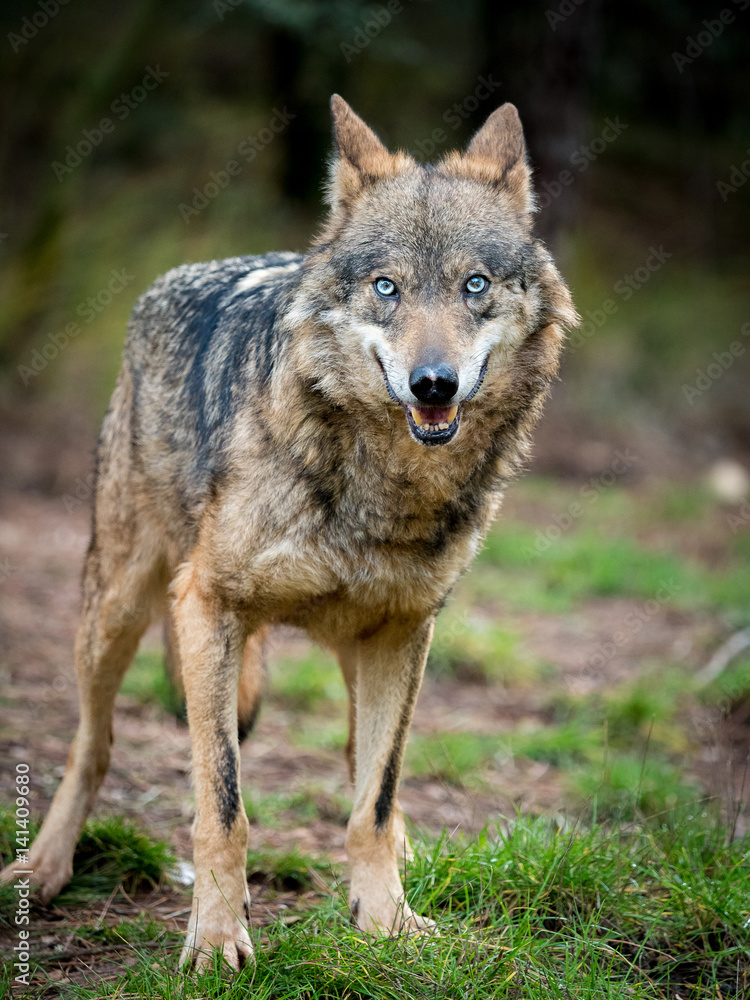 Female of iberian wolf (Canis lupus signatus) with blue eyes