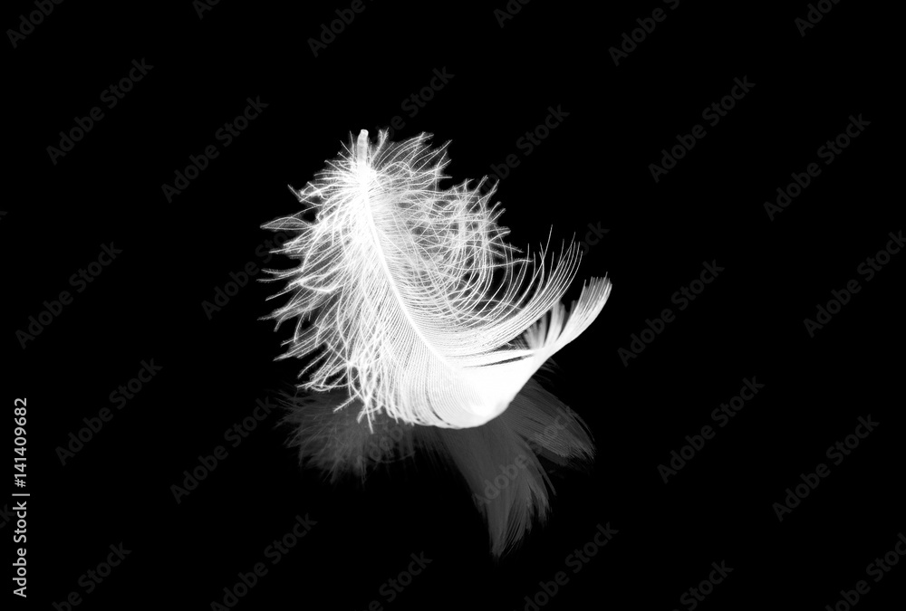 Obraz premium white fluffy feather birds black mirror lies on an isolated background