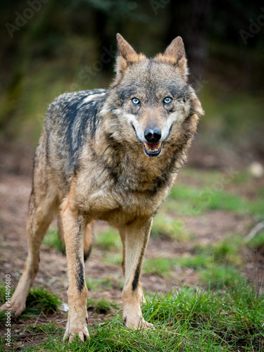Female of iberian wolf  Canis lupus signatus  with blue eyes