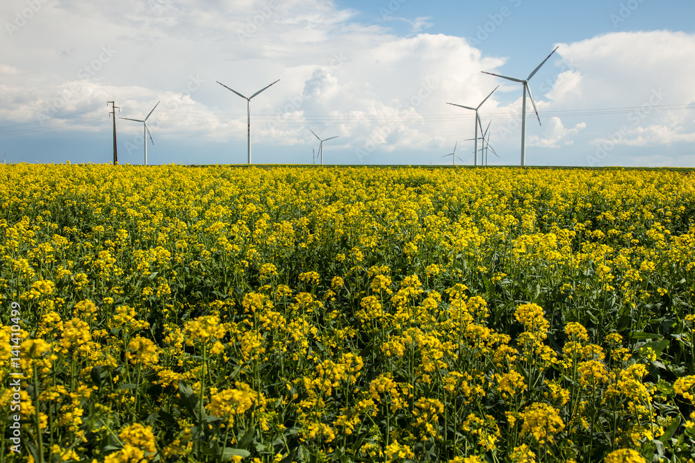 Wind energy turbines on yellow rape field