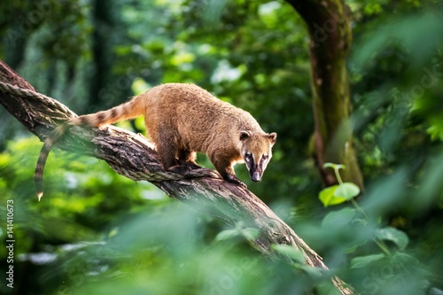 Nasua raccoon coati photo