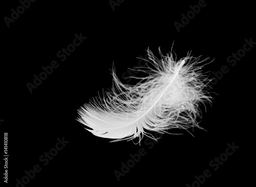 white bird feather lies on a black isolated background