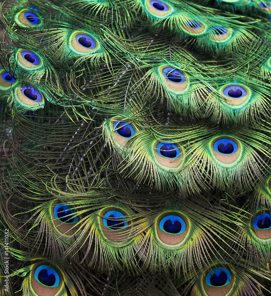 Fototapeta premium background of a colourful peacock's tail shimmers