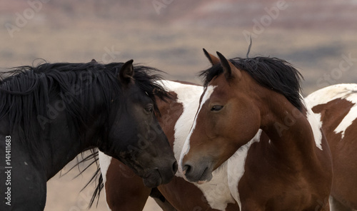 Fototapeta Naklejka Na Ścianę i Meble -  Wild Stallions