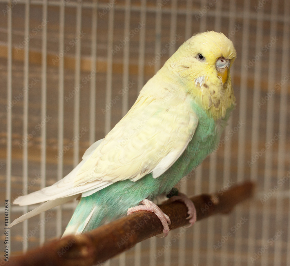 Obraz premium budgies parrot, bird, indoor