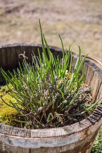 Frischer Schnittlauch