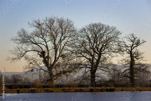 Evening light on Winter trees, WWT Slimbridge, Gloucestershire, England, UK.