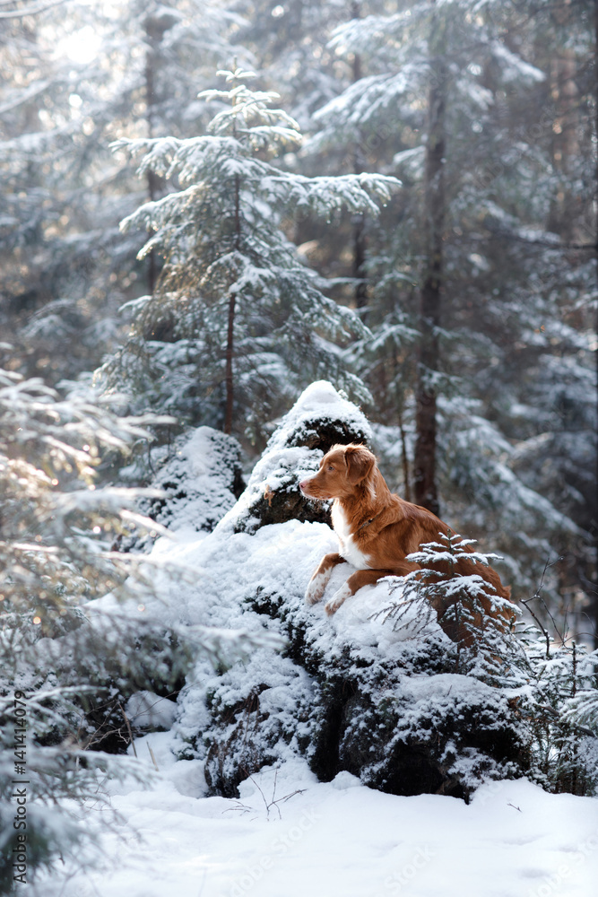 Nova Scotia Duck Tolling Retriever breed of dog in the woods in nature, winter season