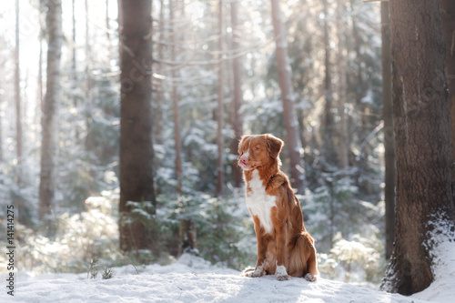 Nova Scotia Duck Tolling Retriever breed of dog in the woods in nature, winter season