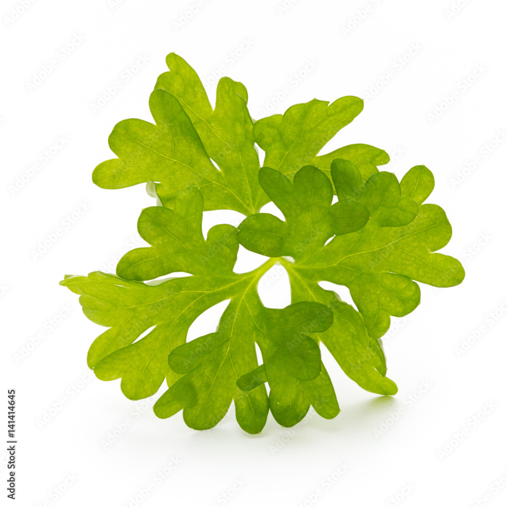 Fresh parsley herb leaves isolated on white background. Fresh parsley herb leaves isolated on white background.