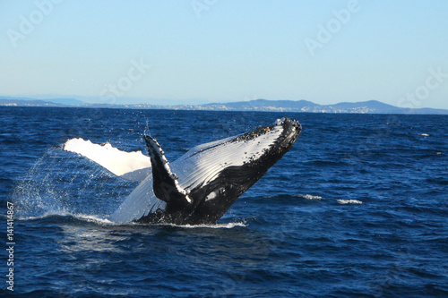 Humpback whale © todd