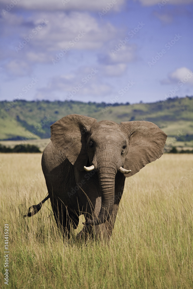 Fototapeta premium africa elephant