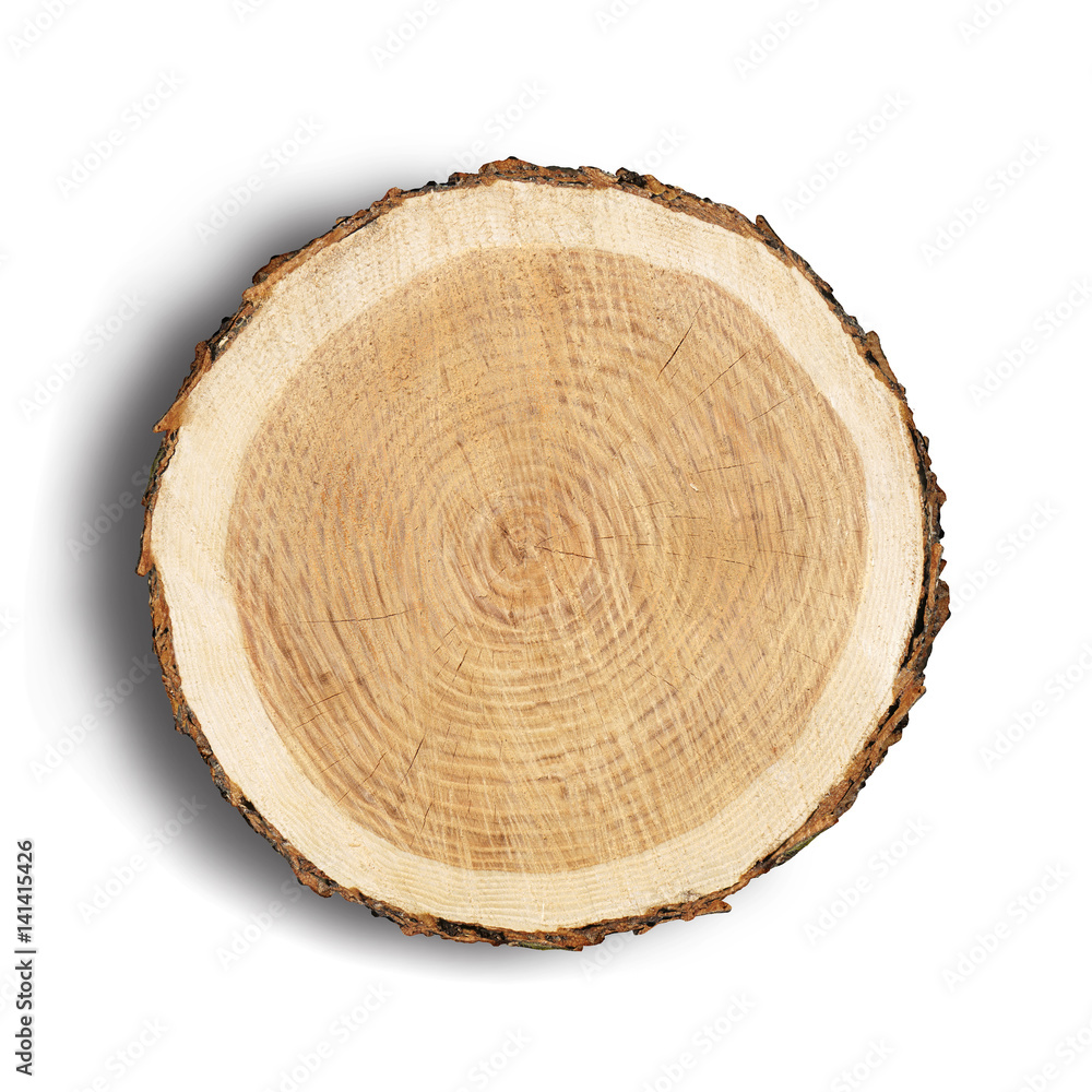 Large circular piece of wood cross section with tree ring texture pattern and cracks isolated on white background. Rough organic edges of bark. Large circular piece of wood cross section with tree ring texture pattern and cracks isolated on white background. Rough organic edges of bark.
