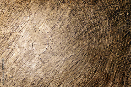 Large cut piece of wood stump. Distressed wooden tree trunk knot texture with annual rings photo