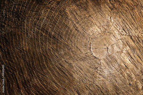 Large cut piece of wood stump. Distressed wooden tree trunk knot texture with annual rings