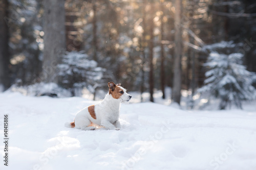 Active and beautiful dog breed jack russel terrier outdoors © annaav