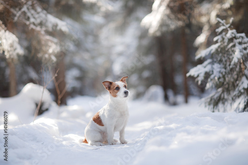 Fototapeta Naklejka Na Ścianę i Meble -  Active and beautiful dog breed jack russel terrier outdoors