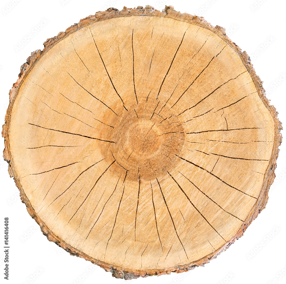 Tree-Ring Science Takes on the Modern Age | Inside Science