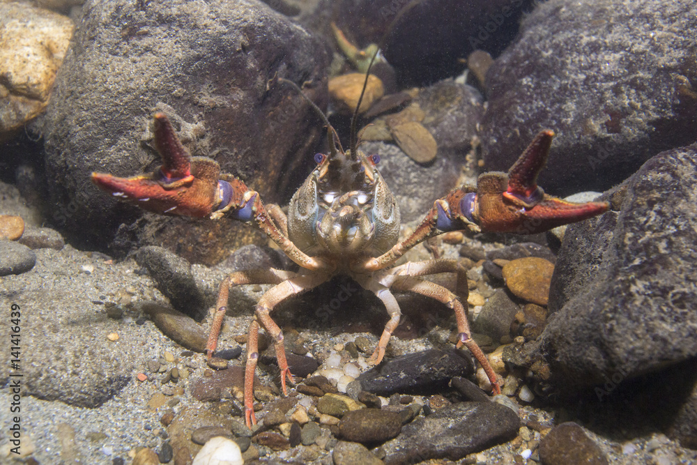 Φωτογραφία Underwater picture of the European crayfish (Astacus astacus), also known as the noble crayfish