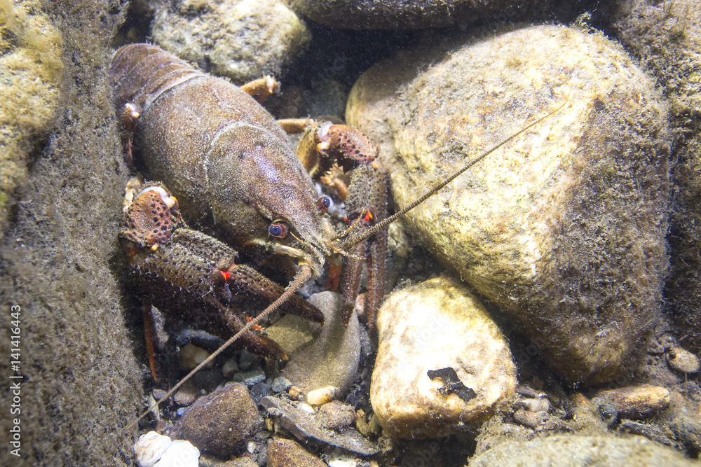 Φωτογραφία Underwater picture of the European crayfish (Astacus astacus), also known as the noble crayfish