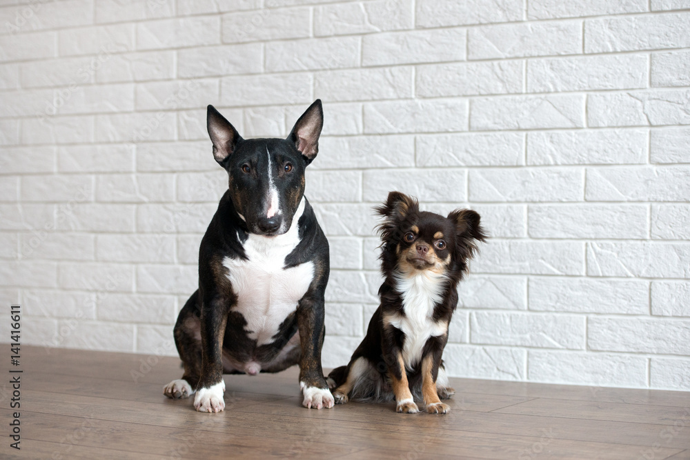 two adorable dogs posing together indoors