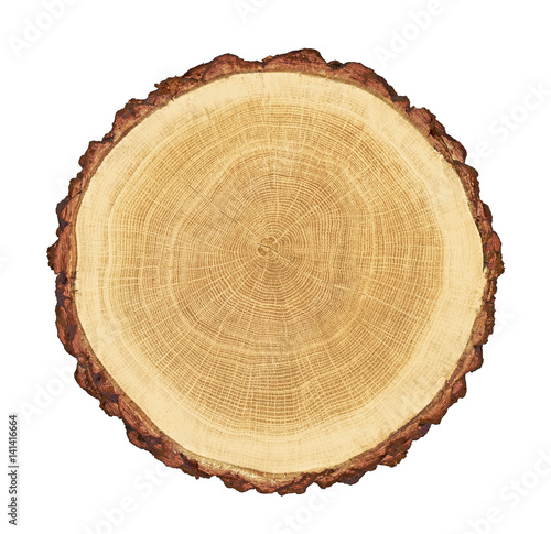 Fotótapéta smooth cross section brown tree stump slice with age rings cut fresh from the fo