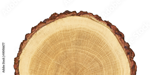 smooth cross section brown tree stump slice with age rings cut fresh from the forest with wood grain isolated on white photo