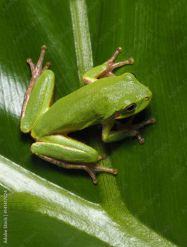 Naklejka premium Squirrel Tree Frog on Cut Leaf Philodendron
