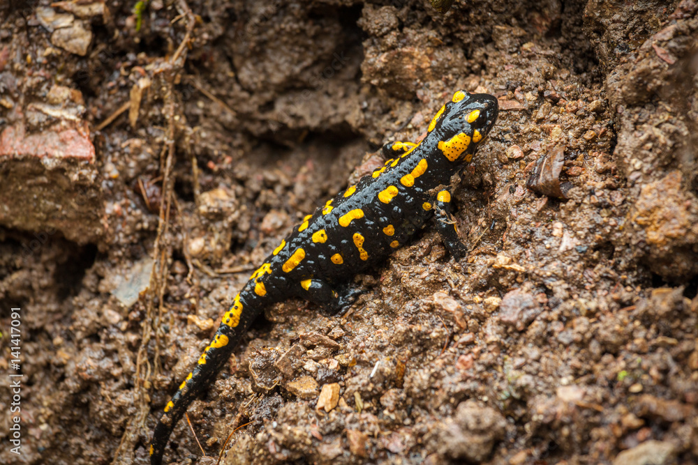 Feuersalamander im Wald bei Regen