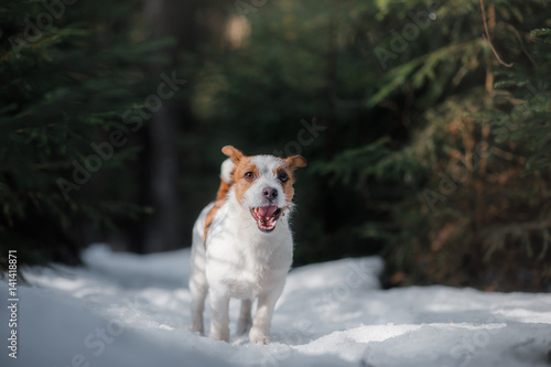 Fototapeta Naklejka Na Ścianę i Meble -  Dog jack russel terrier outdoors in the forest, happy