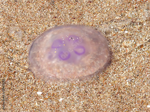 translucent jellyfish lies on a sandy beach
